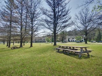 Tree-lined bbq and picnic area